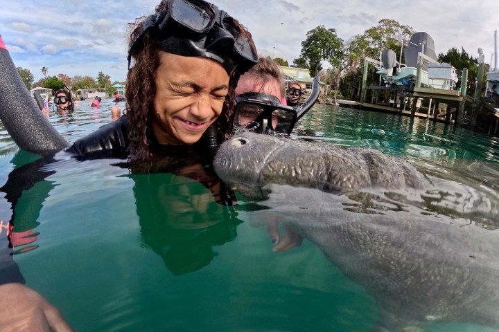 Person in snorkel gear interacting with a manatee in clear water, surrounded by other snorkelers.